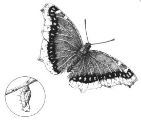 Mourning_cloak.jpg thumbnail