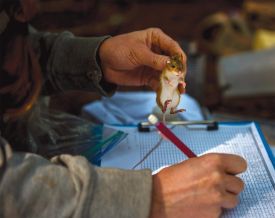 Mouse Study thumbnail