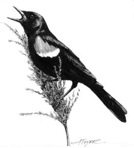 Mown_hay_web.jpg thumbnail