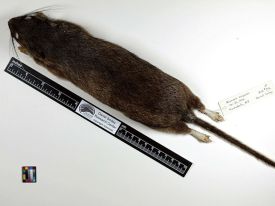 mr_smiley.jpg thumbnail