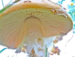 mushroom_laurel_dennison_w9.jpg