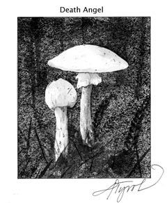 mushroomspix_800.jpg thumbnail