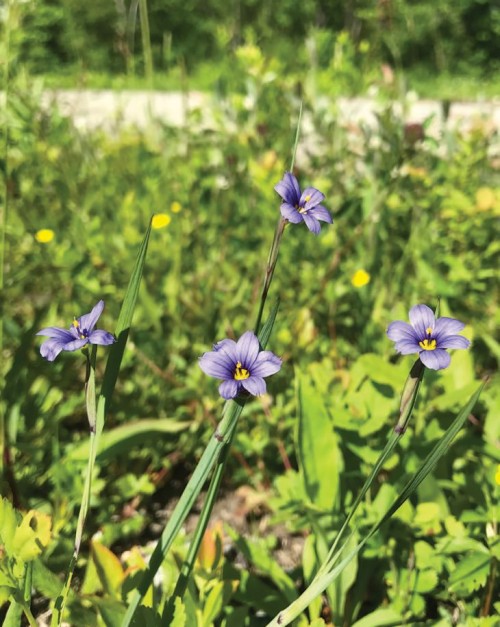 Narrow leaved blue eyed grass