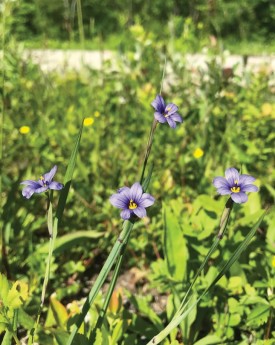 Narrow leaved blue eyed grass thumbnail