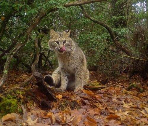 Bobcat game camera
