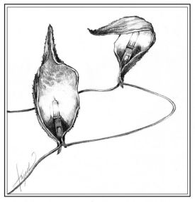 natural_xmas_tree_web.jpg thumbnail