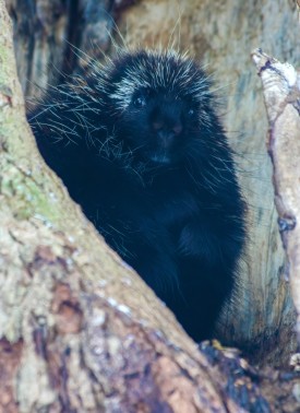 Porcupine thumbnail