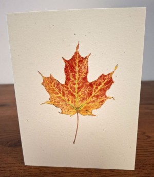 NC-SM-sugar-maple.jpg thumbnail