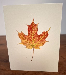 NC-SM-sugar-maple.jpg thumbnail