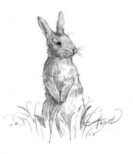 NE_cottontail.jpg thumbnail