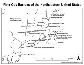 ne_pine_barrens_web.jpg thumbnail