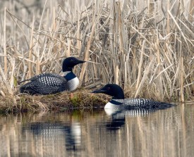 nesting_loons_web.jpg thumbnail