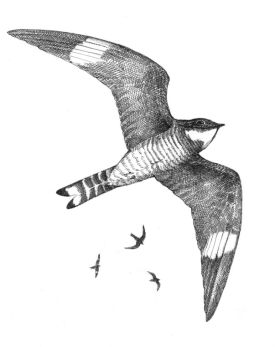 Nighthawk.jpg thumbnail