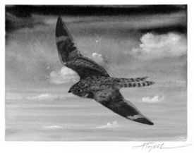 Nighthawk_cropped.jpg thumbnail