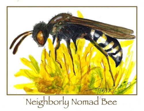 Nomad bee