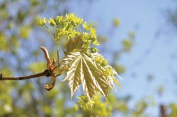 Norway_maple_flowers.jpg