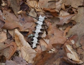 Puzzling Piece thumbnail