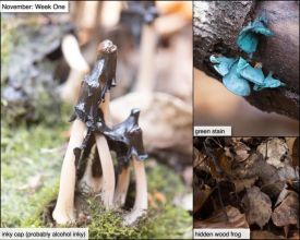 November nature thumbnail