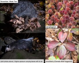 November nature thumbnail