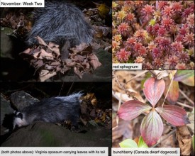 November nature thumbnail