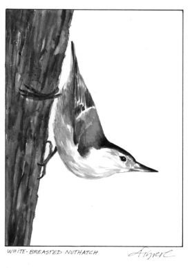 Nuthatch.jpg thumbnail