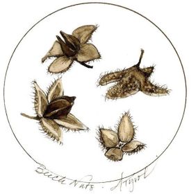 nuts_web.jpg thumbnail