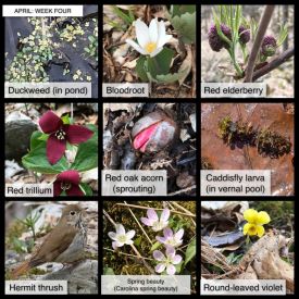 Fourth Week thumbnail