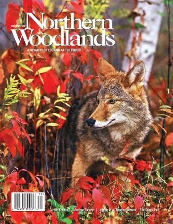 Photo by Susan C. Morse Autumn 2020 cover  by Susan C. Morse