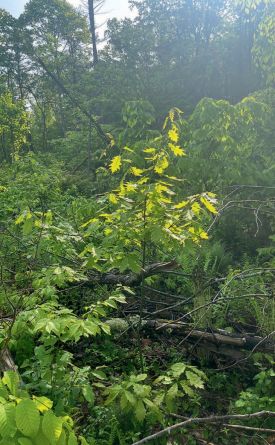 oak-sapling-treetops.jpg thumbnail