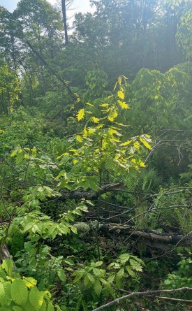 oak-sapling-treetops.jpg thumbnail