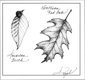 oak_and_beech.jpg thumbnail