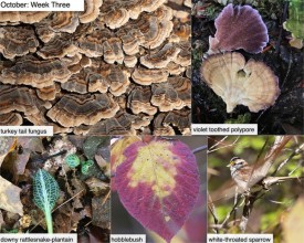 October nature thumbnail