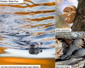 October nature thumbnail