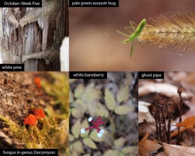 October nature thumbnail