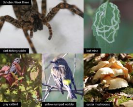 October nature thumbnail