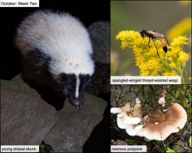 October nature thumbnail