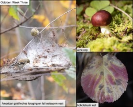 October nature thumbnail