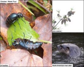 October nature thumbnail