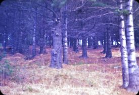Old Pine Field thumbnail