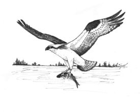 Osprey.jpg thumbnail