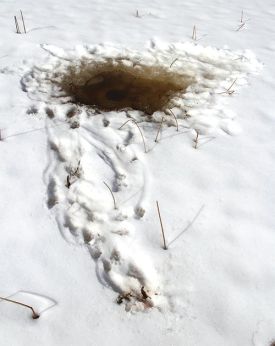 otter_hole_win17.jpg thumbnail