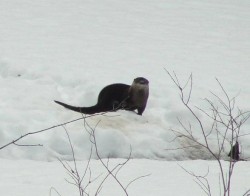 otter_looking_sm_web.jpg