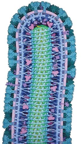 outdoor_palette_ebola.jpg thumbnail