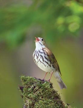 Ovenbird thumbnail