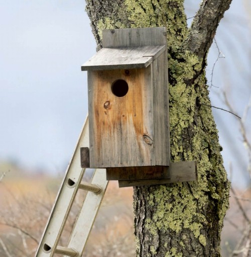 Make owl box