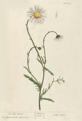 Ox eye daisy thumbnail