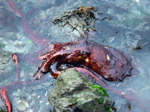 Giant octopus
