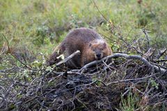 page_38_beaver.jpg thumbnail