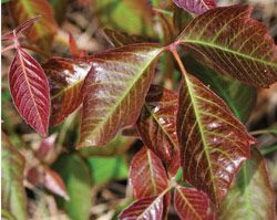 Page_46_bright_red_leaf_TN250_lead.jpg thumbnail