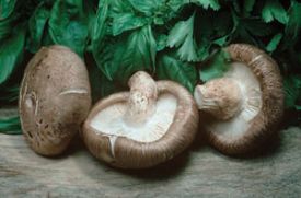 Page_48_cover_Page_1_Image_0003_300.jpg thumbnail